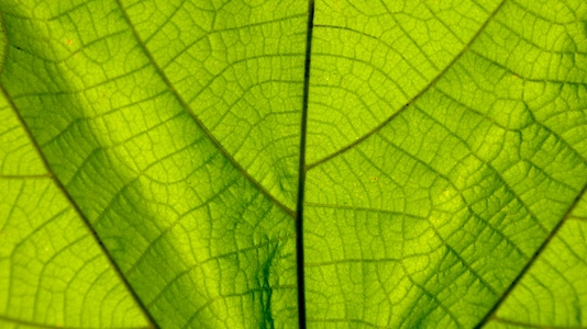 Green leaf