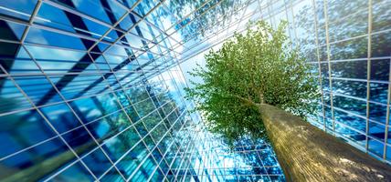 business buildings and growing green leaves tree