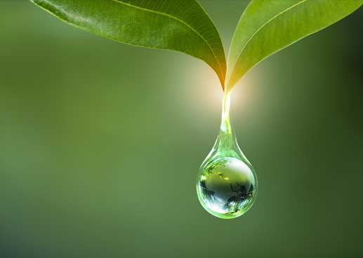 raindrop falling off a leaf on a green background