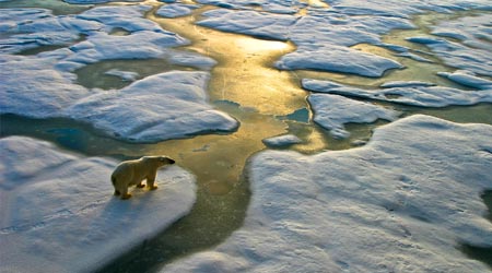 polar bear looking over ice