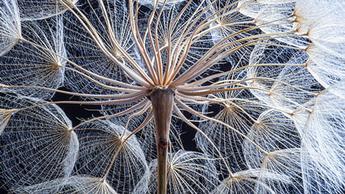 close up shot of plant stem
