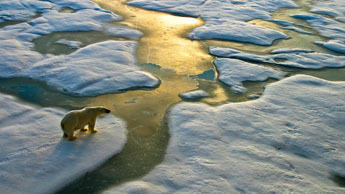 polar bear on glaciers
