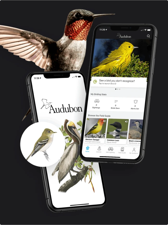 Audubon's application running on smartphone