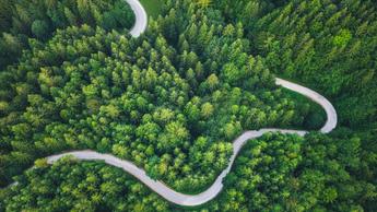 Overhead view of forest trees and road